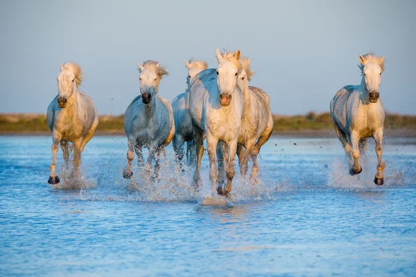 6 séjours de rêve pour les amoureux des animaux